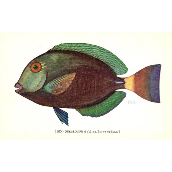 Postcard 105 Surgeonfish John G Shedd aquarium, Chicago, Illinois - Picture 1 of 2